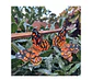 Pendientes o Aros mariposas ilustradas,  Mariposa colorada Chilena - Miniatura 1