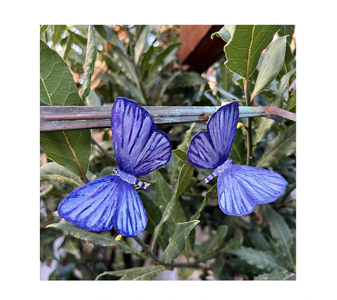 Pendientes o Aros mariposas del tamarugo