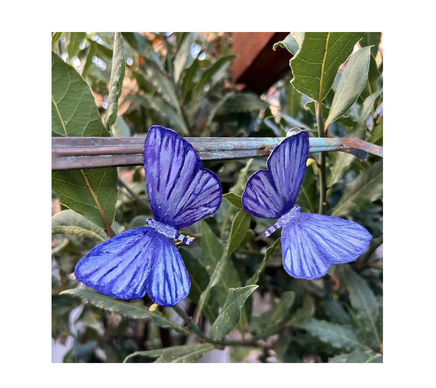 Pendientes o Aros mariposas del tamarugo 1