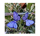 Pendientes o Aros mariposas del tamarugo - Miniatura 1