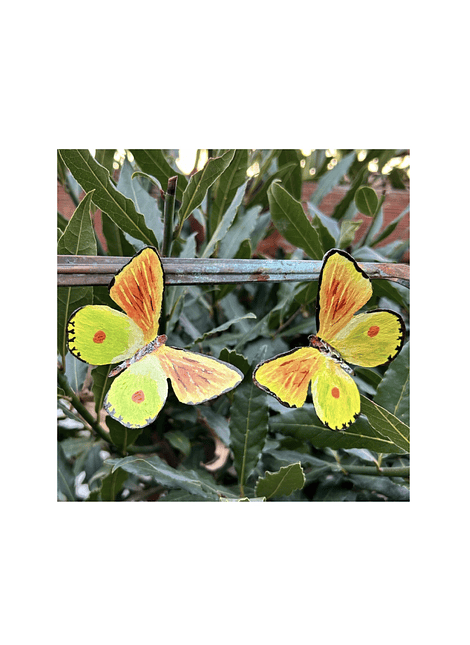 Pendientes o aros de Mariposa de Limonero