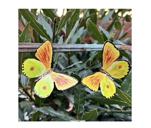 Pendientes o aros de Mariposa de Limonero