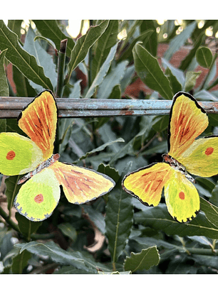 Pendientes o aros de Mariposa de Limonero