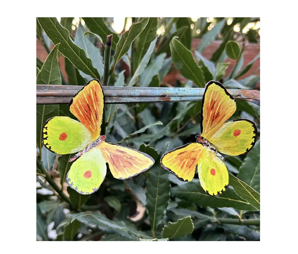 Pendientes o aros de Mariposa de Limonero 1