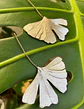 Aros o Pendientes   de hoja Gingko Biloba clásicas  - Miniatura 5