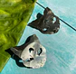 Aros o Pendientes de gato “gato lunar