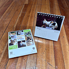 Calendario Escritorio 2026, Gatitos de las calles de Chile (fotografías). 5