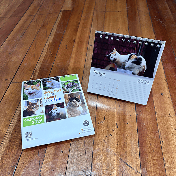 Calendario Escritorio 2026, Gatitos de las calles de Chile (fotografías). 5