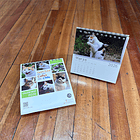 Calendario Escritorio 2026, Gatitos de las calles de Chile (fotografías). 4