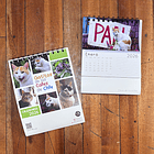 Calendario Escritorio 2026, Gatitos de las calles de Chile (fotografías). 2