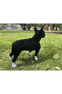 BOSTON TERRIER - ULISES