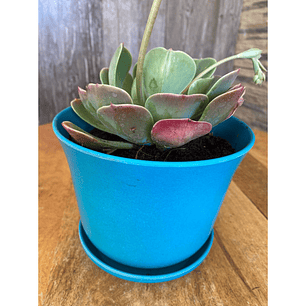 Macetero Bio Curvo Turquesa