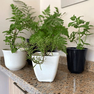 Macetero Bio Cuadrado Blanco