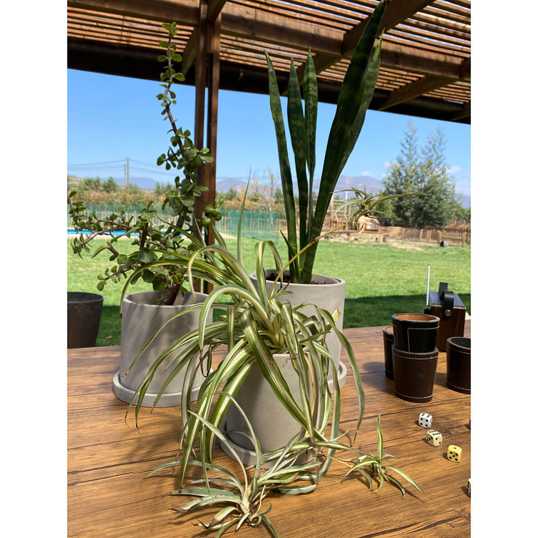 Macetero 15X15 Cilindro Cemento Con Plato 3