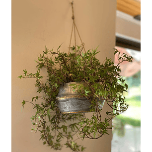 Macetero Colgante Étnico