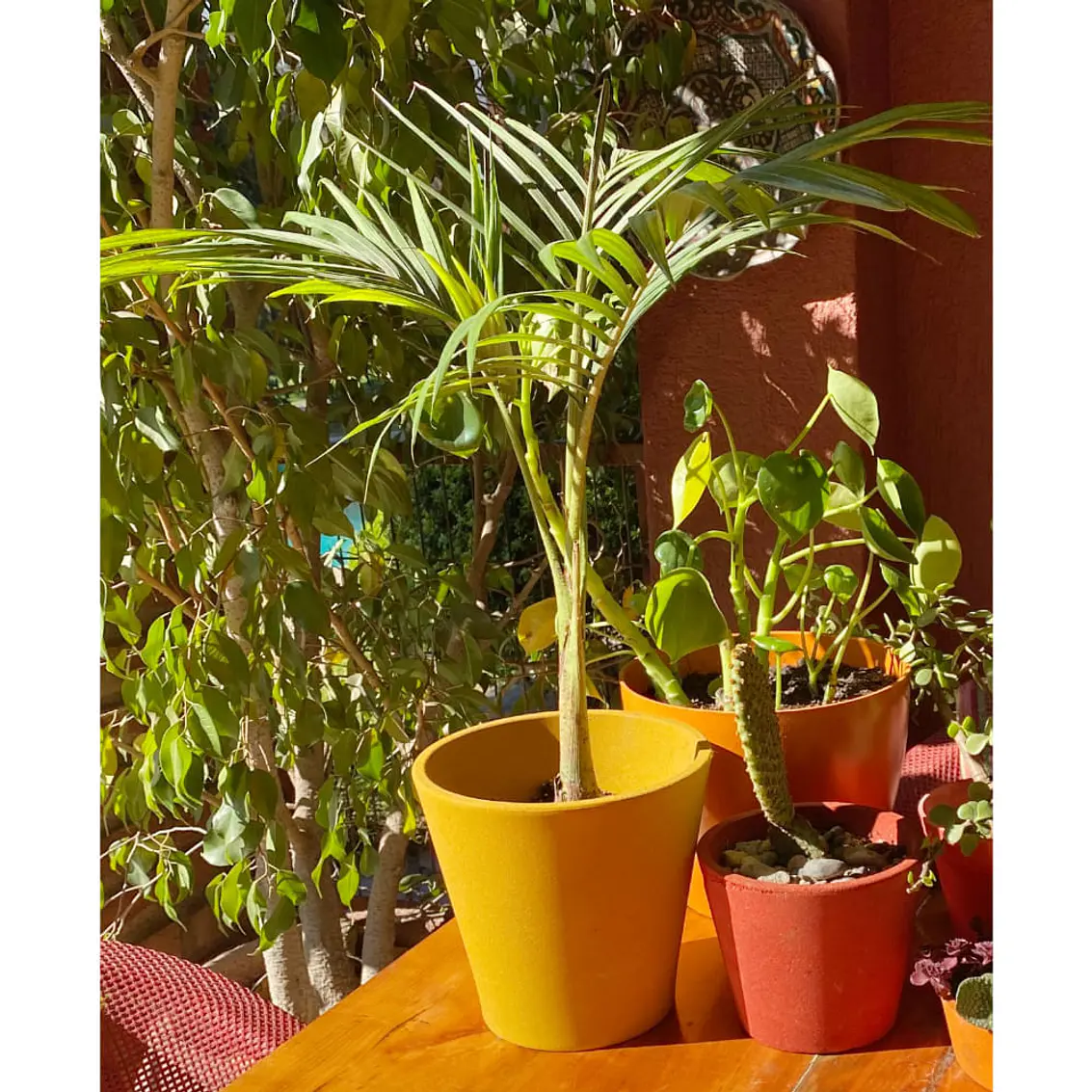 Macetero Bio Arena Alto Mostaza 3