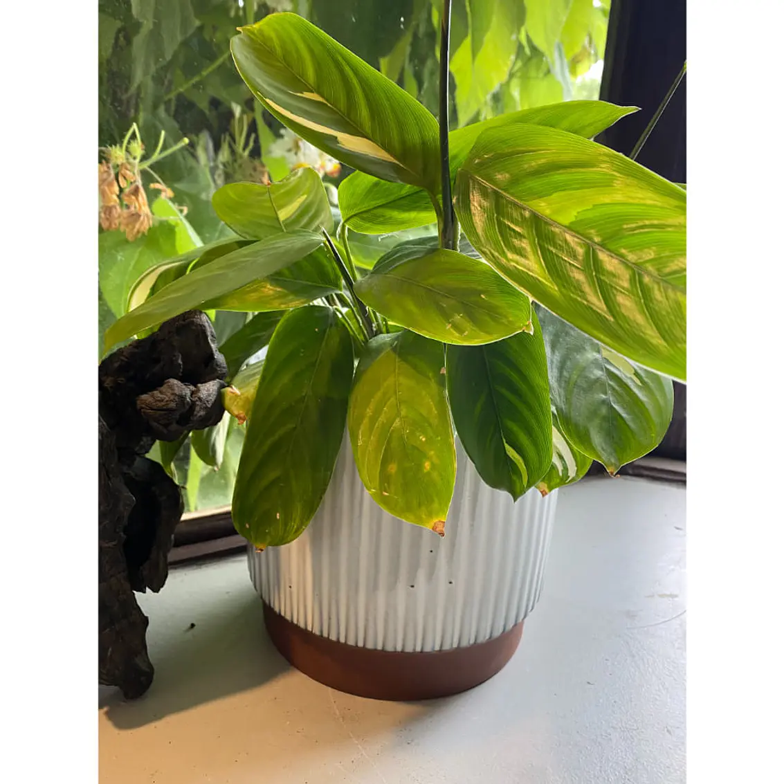 Macetero 20X18 Terracota Indigo 3