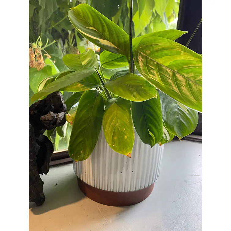 Macetero 20X18 Terracota Indigo 3