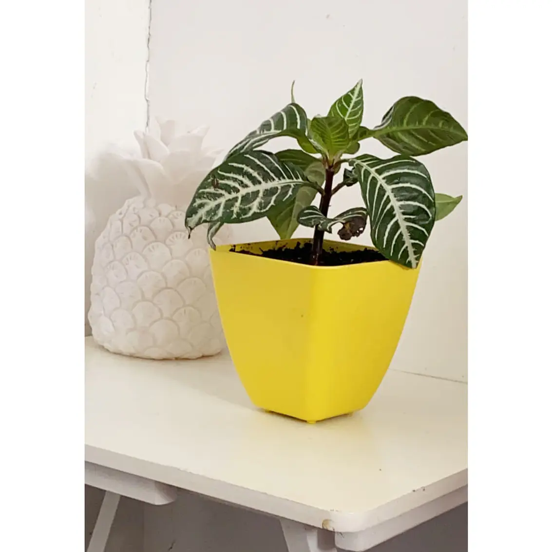 Macetero Bio Cuadrado Amarillo 3