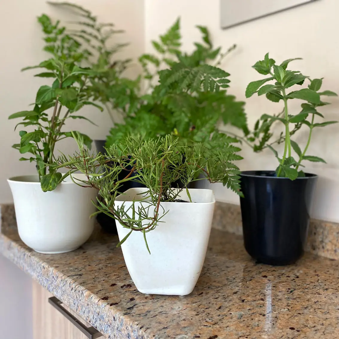 Macetero Bio Cuadrado Blanco 2