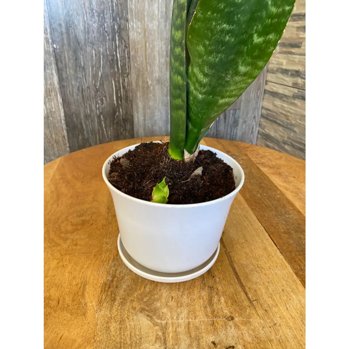 Macetero Bio Curvo Blanco 4