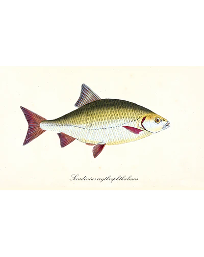 Pez "Scardinius"