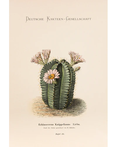 Pink Cactus 