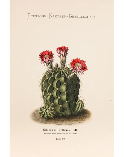 Red Cactus 