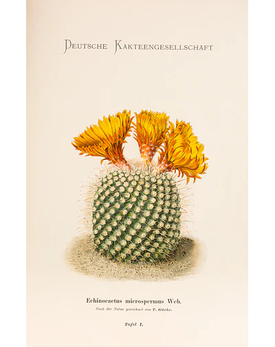 Yellow Cactus