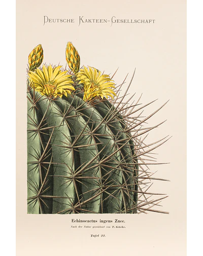 Yellow Cactus II
