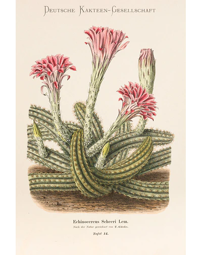 Rose Cactus
