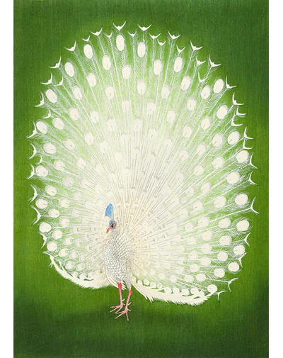 Pavo real 