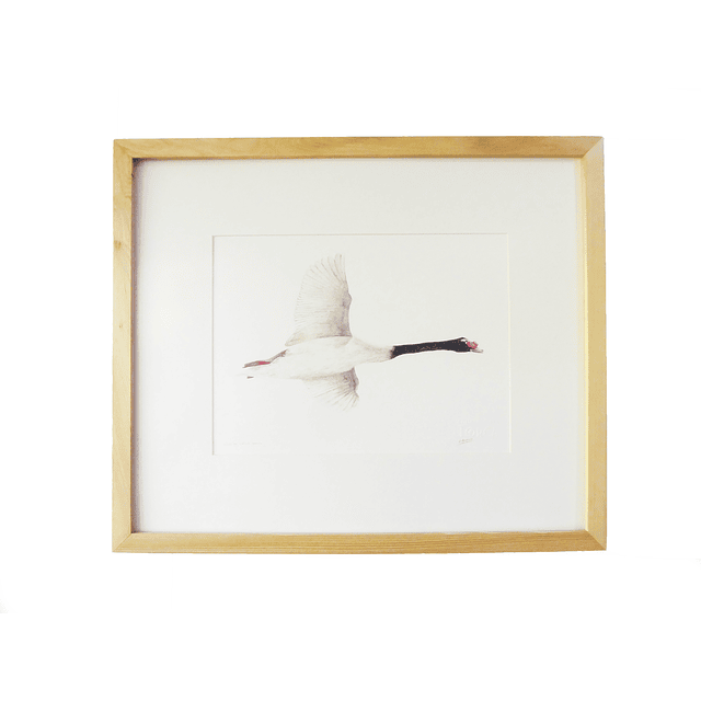 Cisne cuello negro marco madera