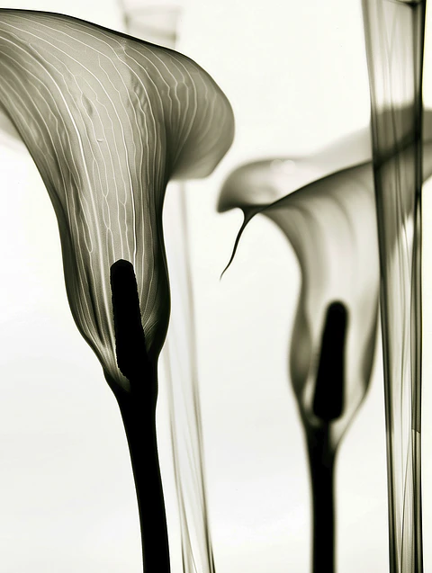 Elegancia Natural