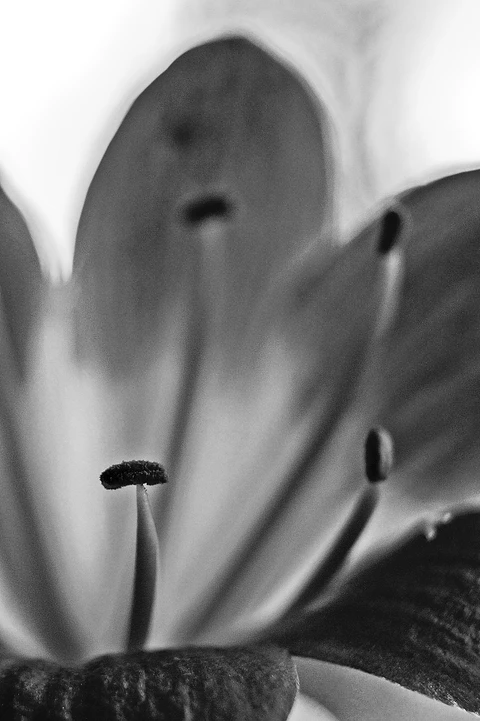Esencia Floral