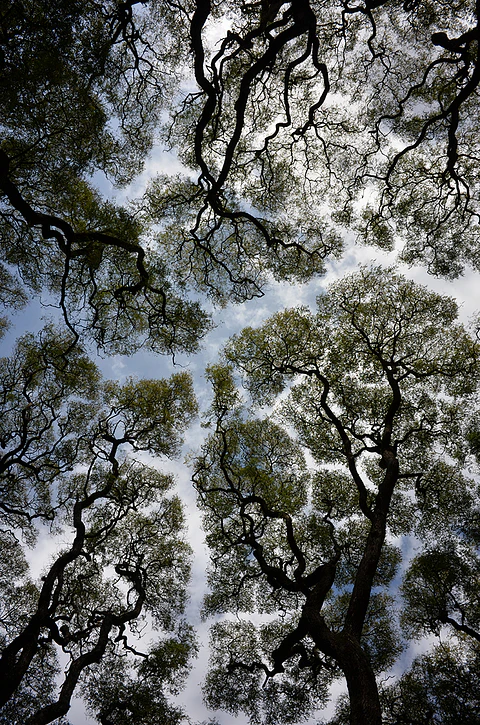 Perspectiva Natural