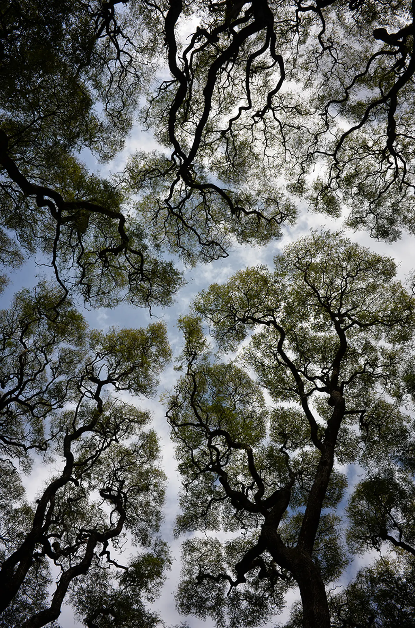 Perspectiva Natural 1