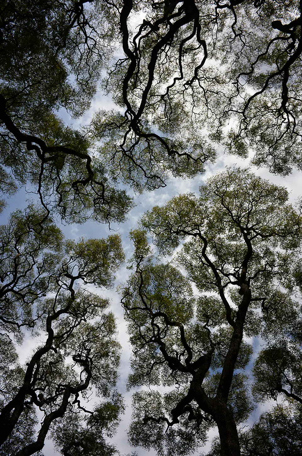 Perspectiva Natural 1