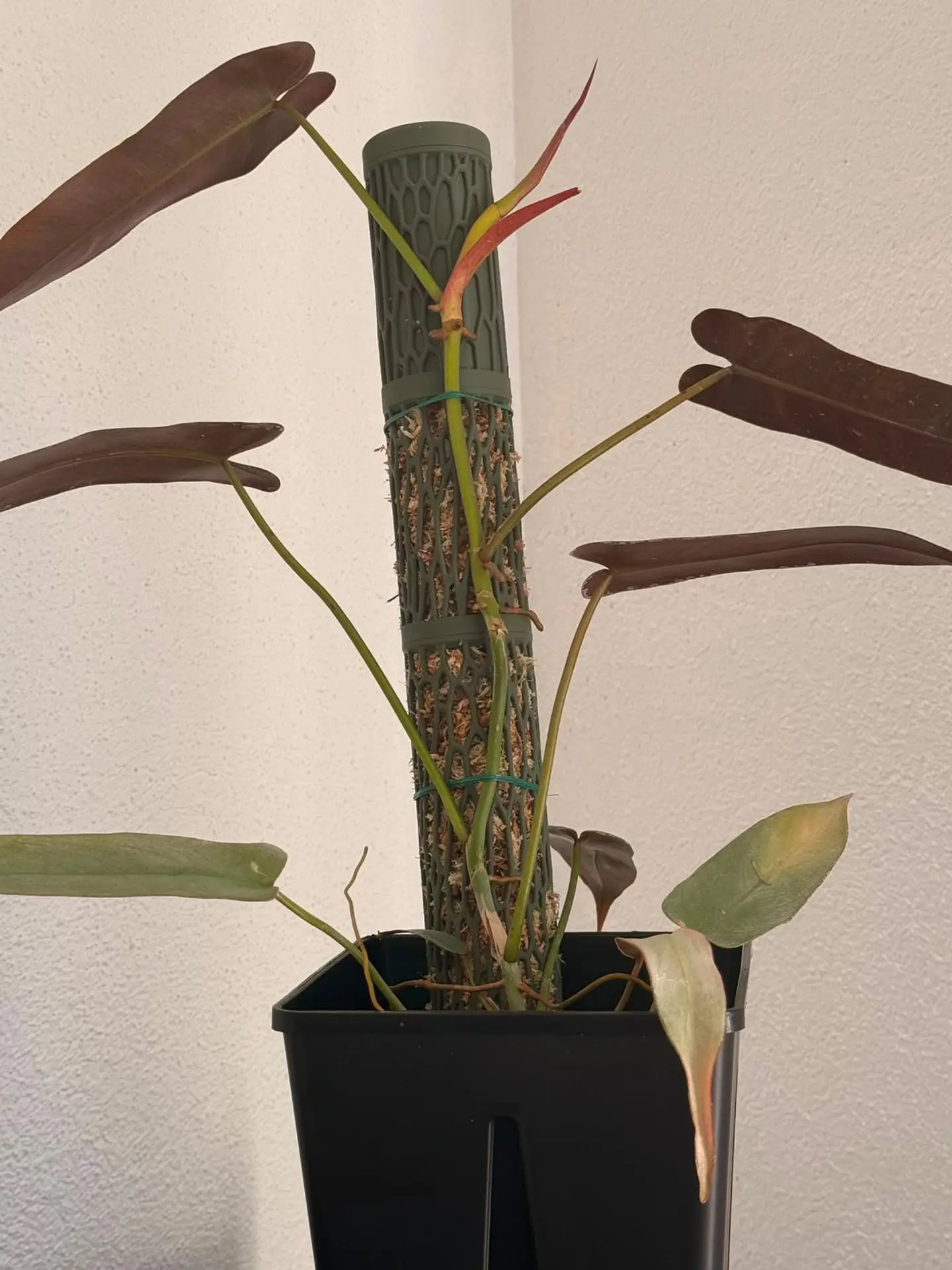 Tutor de Planta 45 cm 1