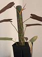 Tutor de Planta 45 cm - Miniatura 1