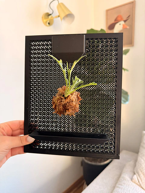 Soporte Pared para Plantas con deposito de riego