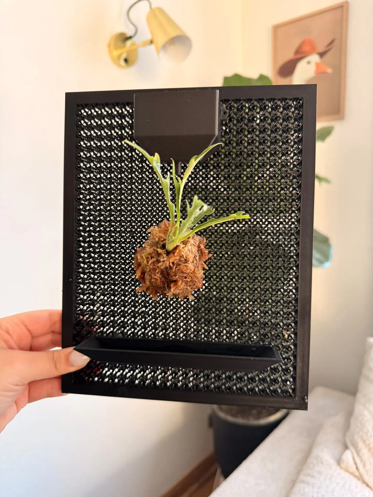 Soporte Pared para Plantas con deposito de riego 1