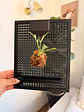 Soporte Pared para Plantas con deposito de riego - Miniatura 1