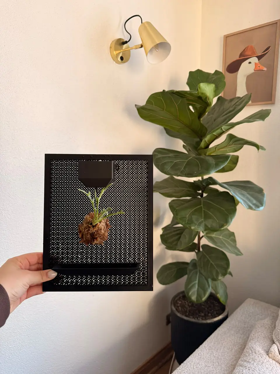 Soporte Pared para Plantas con deposito de riego 2