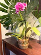 Macetero para Orquideas M1 - Miniatura 1