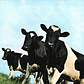 Pink Floyd – Atom Heart Mother - Miniatura 2