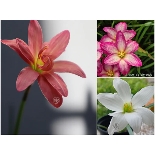 Trilogia Encantada