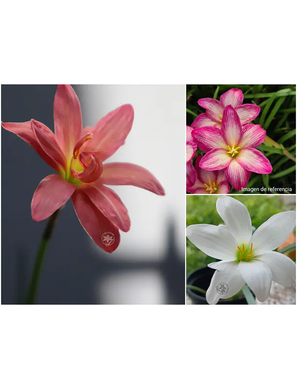 Trilogia Encantada
