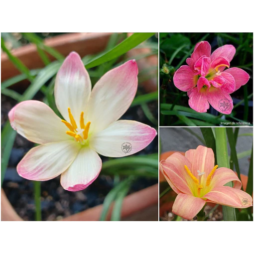 Melodia Floral