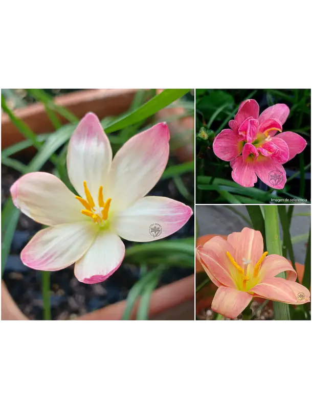 Melodia Floral